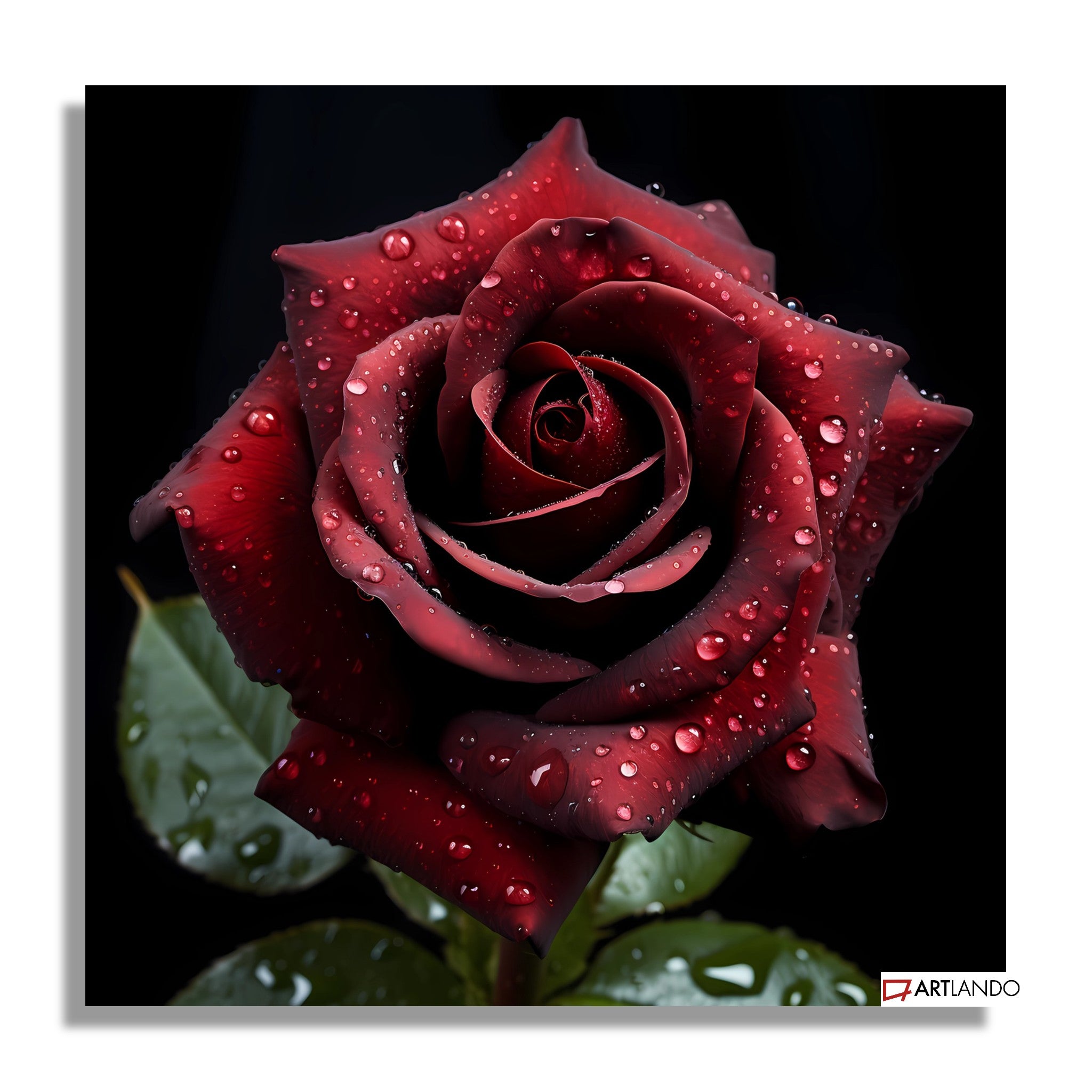 Elegante Rote Rose mit Wassertropfen - Natur Wall Art